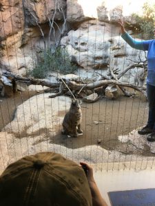 A bobcat follows the commands of a trainer