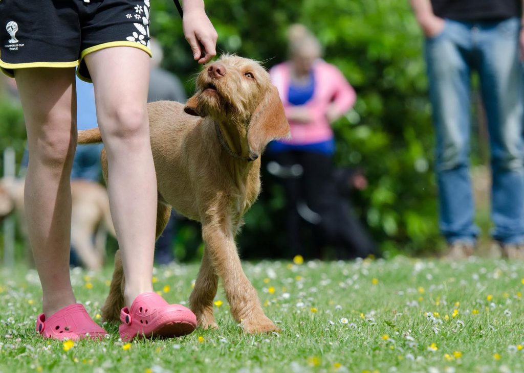 Photo Tripping America - Traveling With Your Pet - Outdoorsy