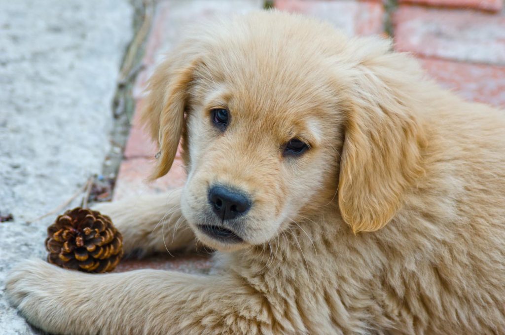 Photo Tripping America - Traveling With Your Pet - Outdoorsy