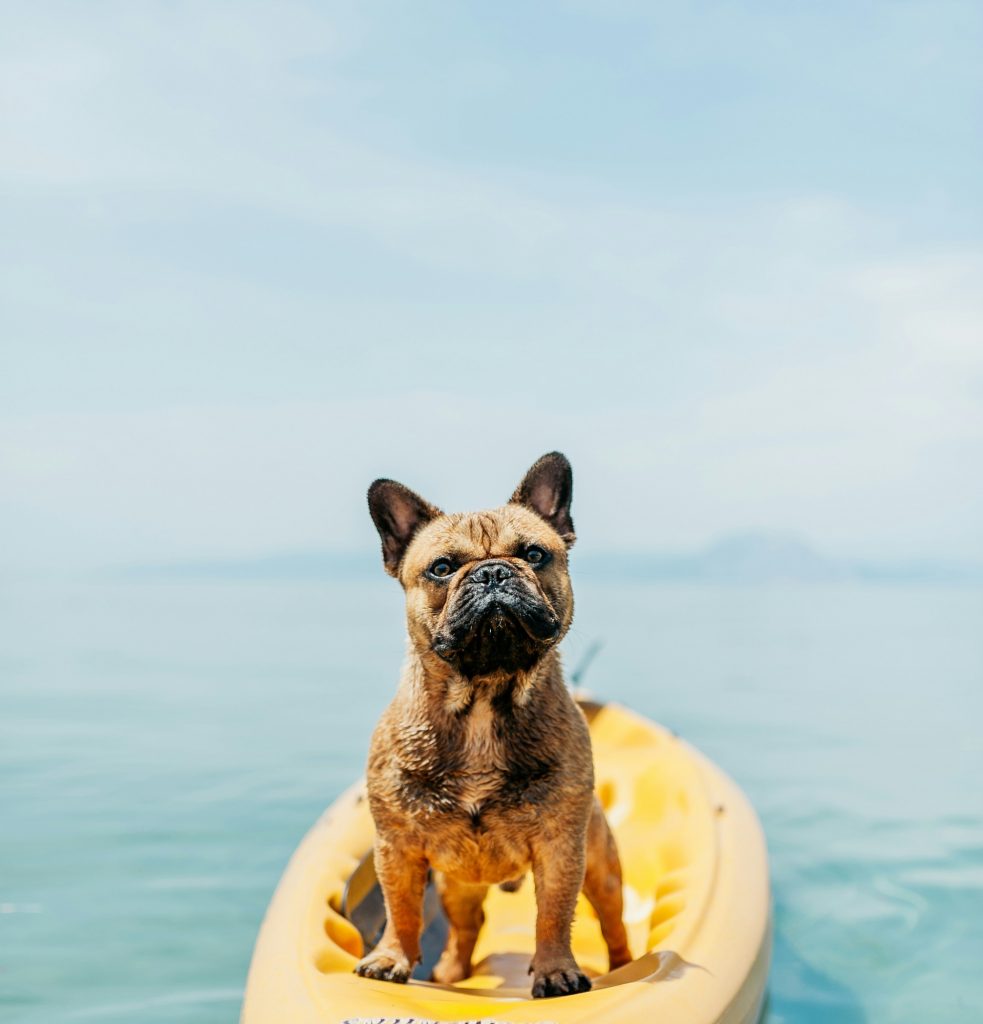 Dog on a surfboard