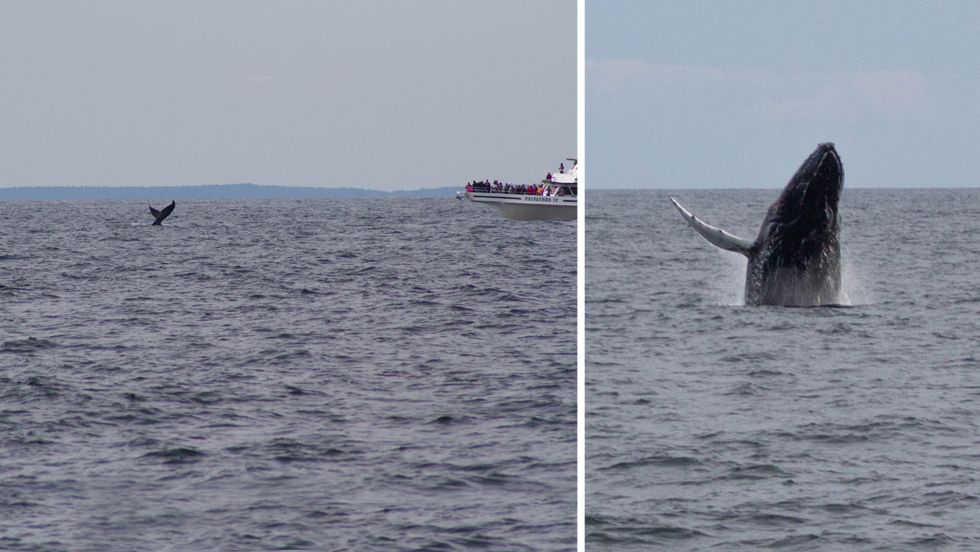 Humpback Whales