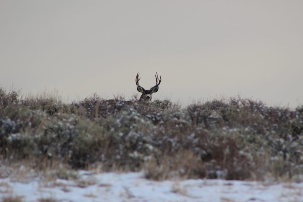 Buck in the distance