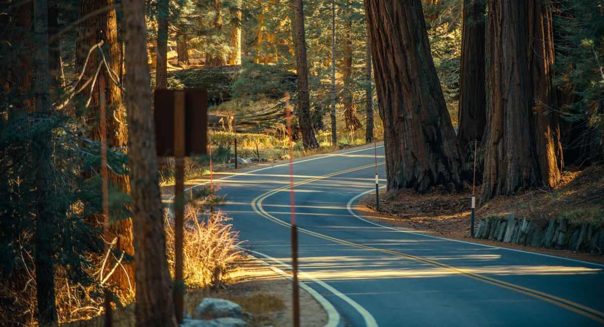 Giant Sequoias by RV: Your Guide to Sequoia and Kings Canyon