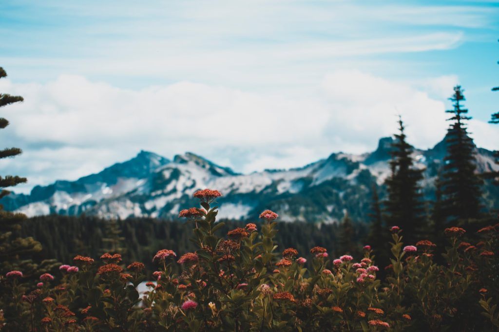 Mount Rainier, WA