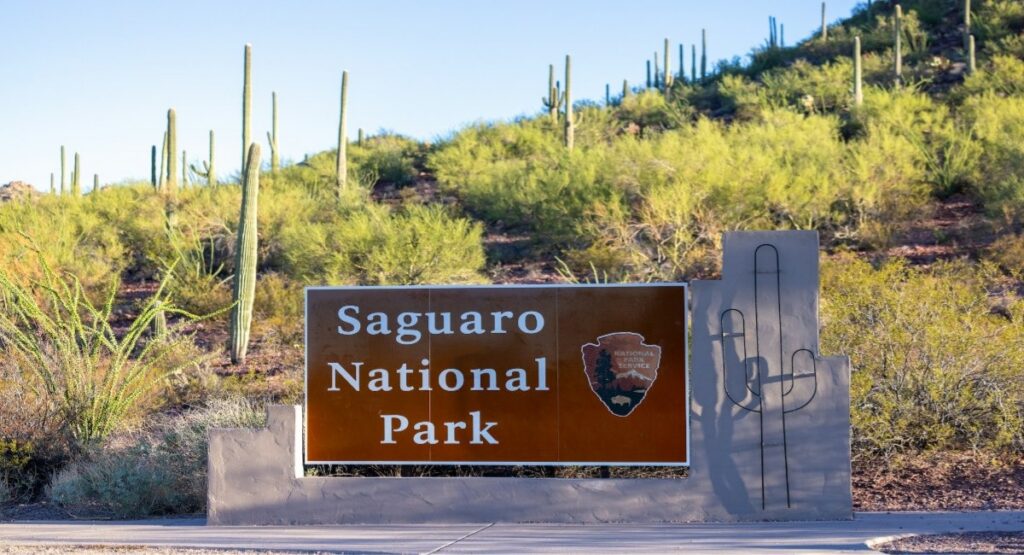 The entrance sign for Saguaro National Park surrounded by towering saguaro cacti and desert scrub in Tucson, Arizona