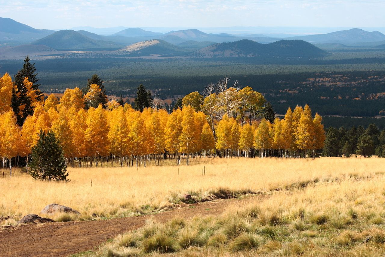 Fall colors outside of Prescott, Arizona