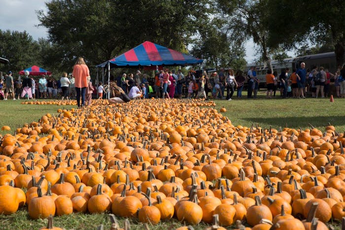 best pumpkin patches in florida