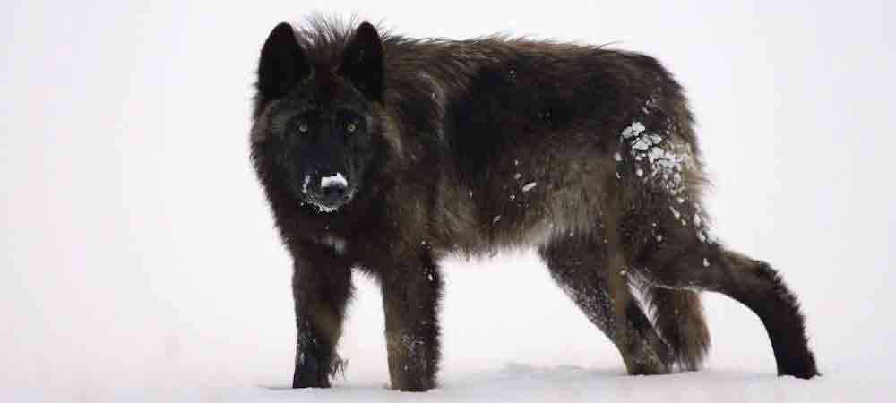 At One With The Wolves