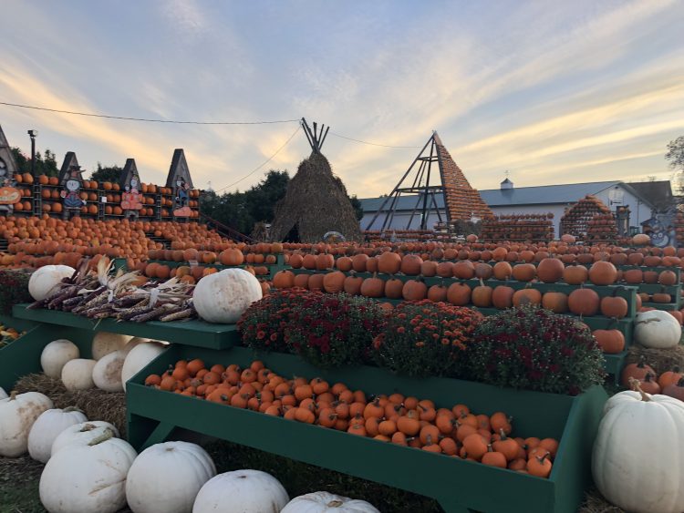 pumpkin patches in ny 