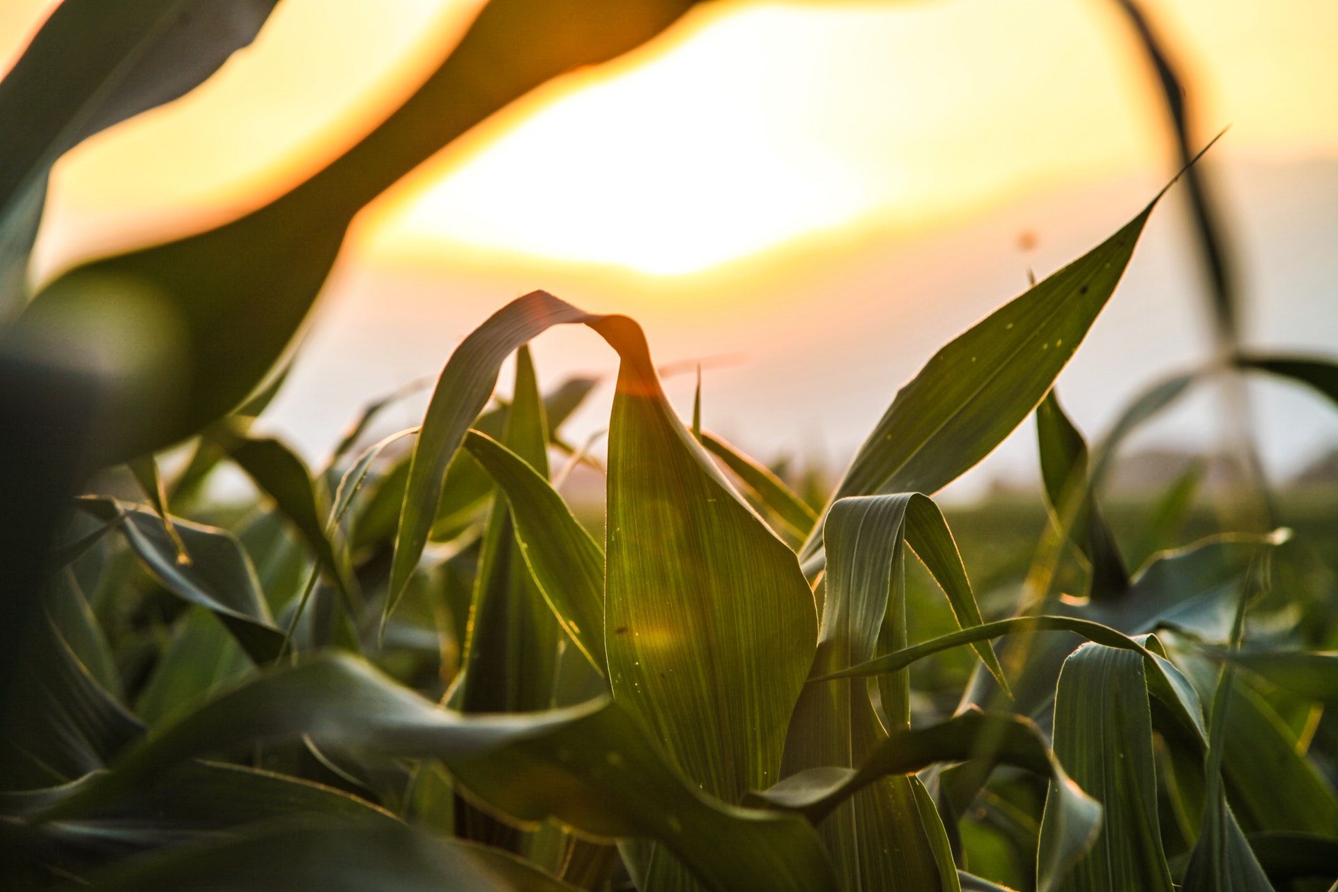 Corn maze | Outdoorsy RV Rental Marketplace