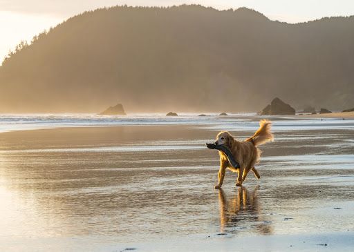Gold Beach, OR