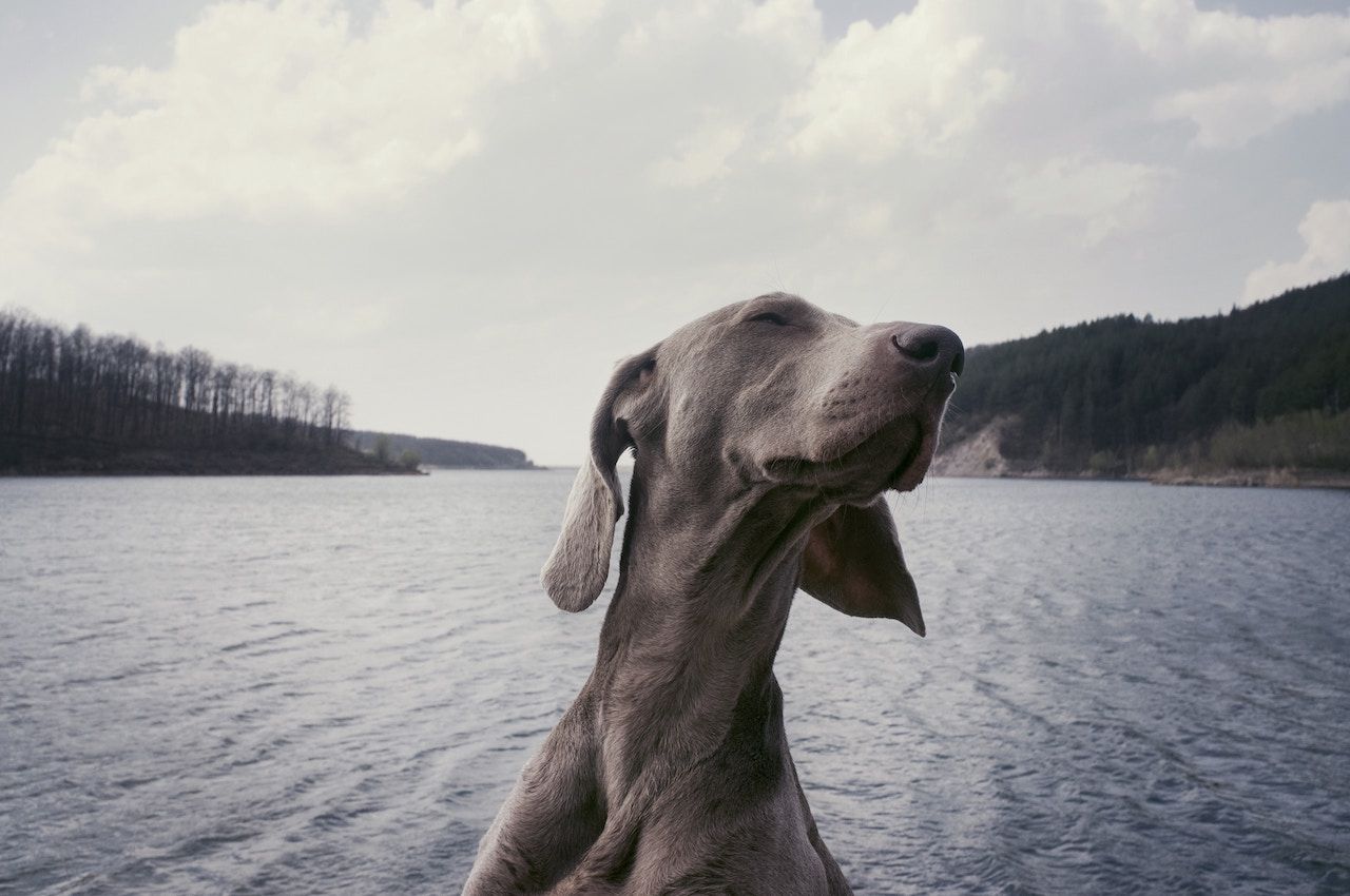 Dogs Camping | Outdoorsy
