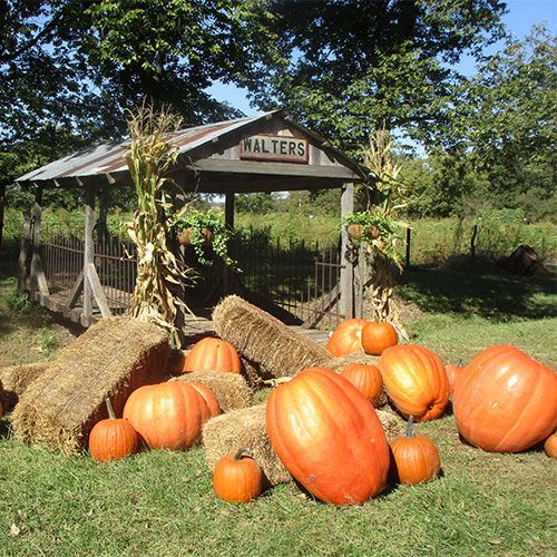 pumpkin patches in kansas