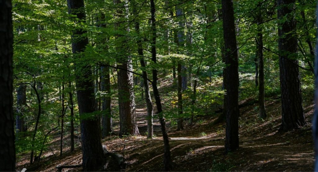 A winding dirt trail cuts through a sun-dappled hardwood forest at Tyler State Park