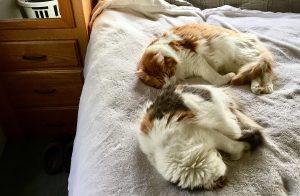RVing with cats