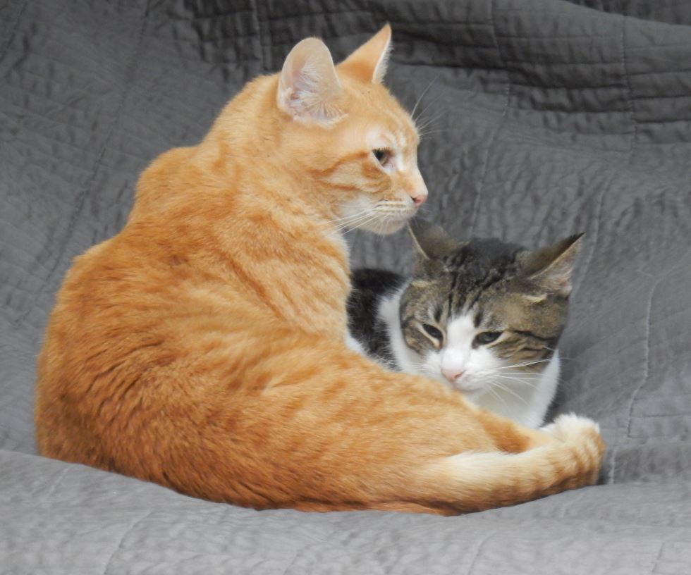 check your pets for bugs