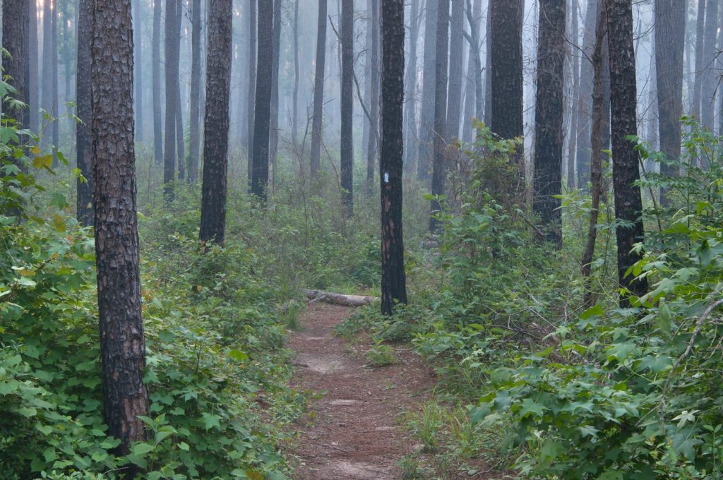 Sam Houston National Forest&nbsp;