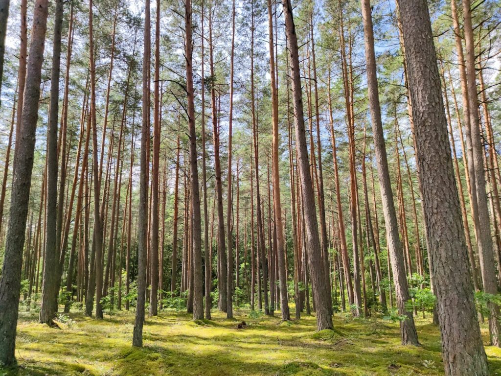 pine trees