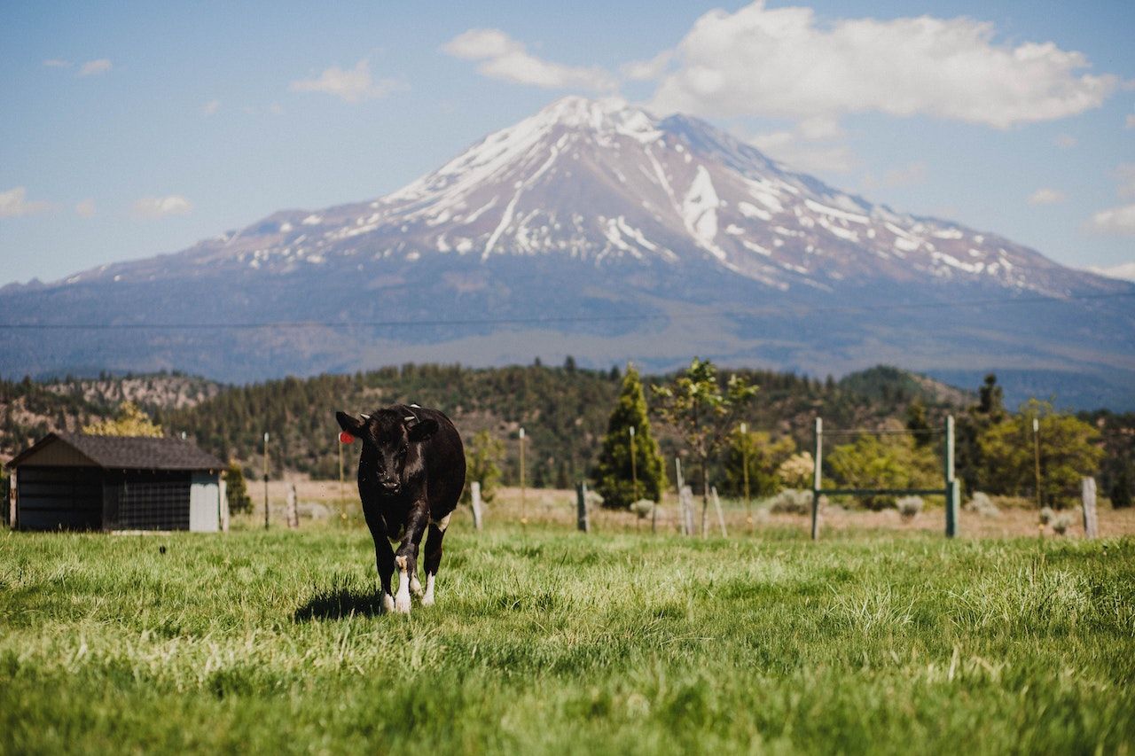 What Makes McCloud RV Resort Worth Visiting
