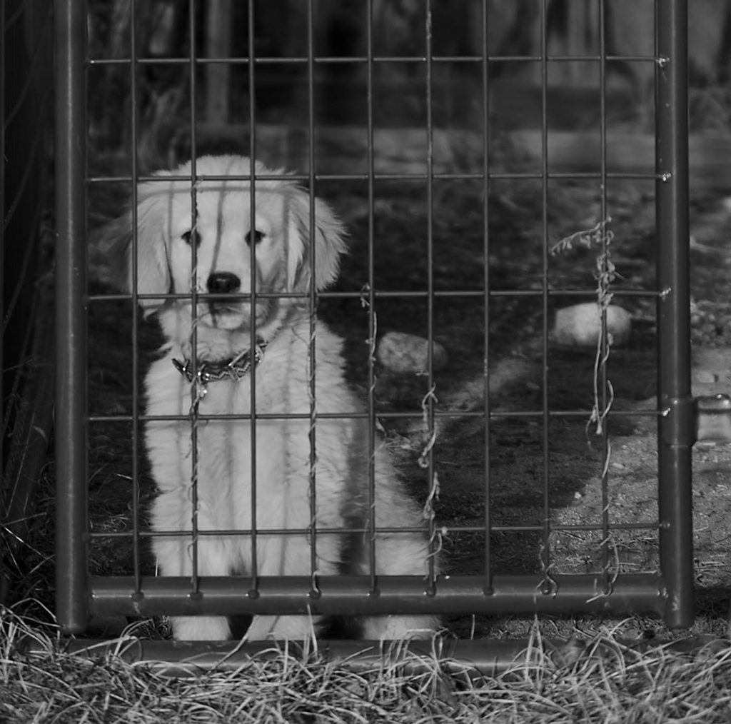 Photo Tripping America - Traveling With Your Pet - Outdoorsy
