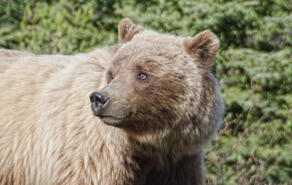 Photo Tripping America - Travel to Alaska - Outdoorsy