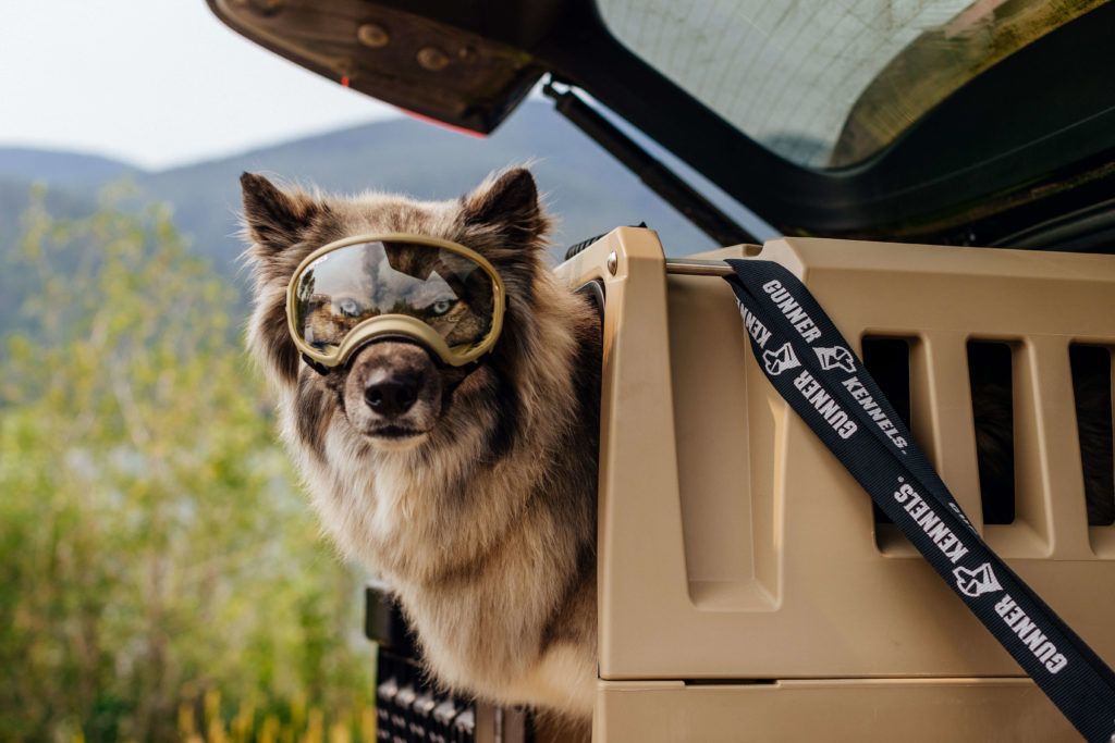 rv dog travel