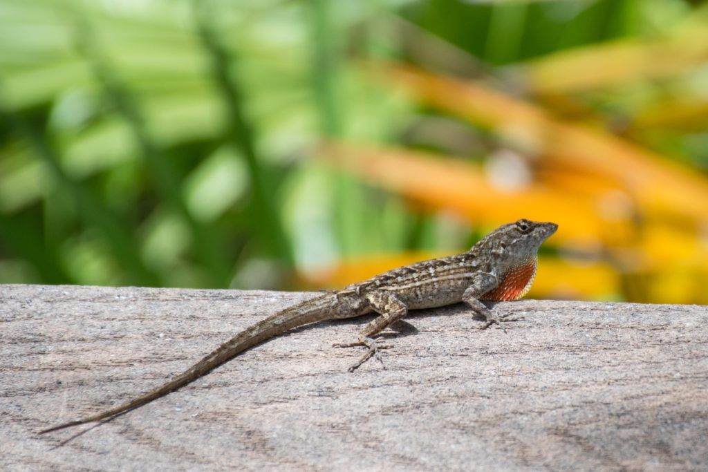 Florida state park campgrounds
