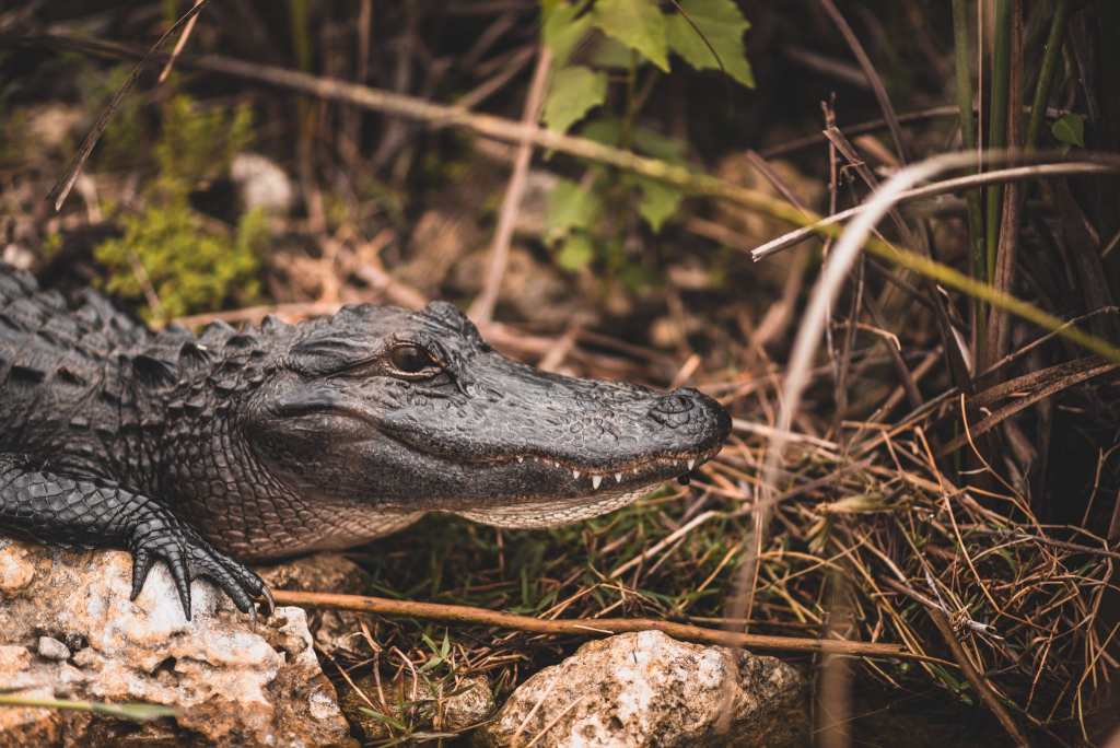 Gator in Everglade National Park
