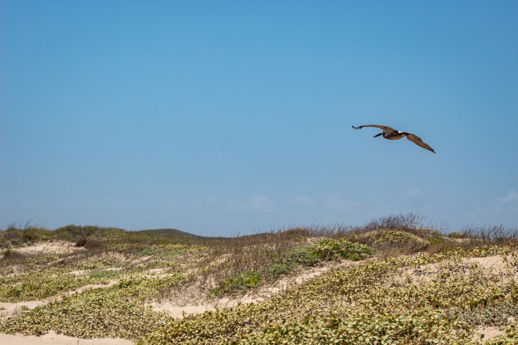 Padre Island National Seashore, Corpus Christi, TX, USA