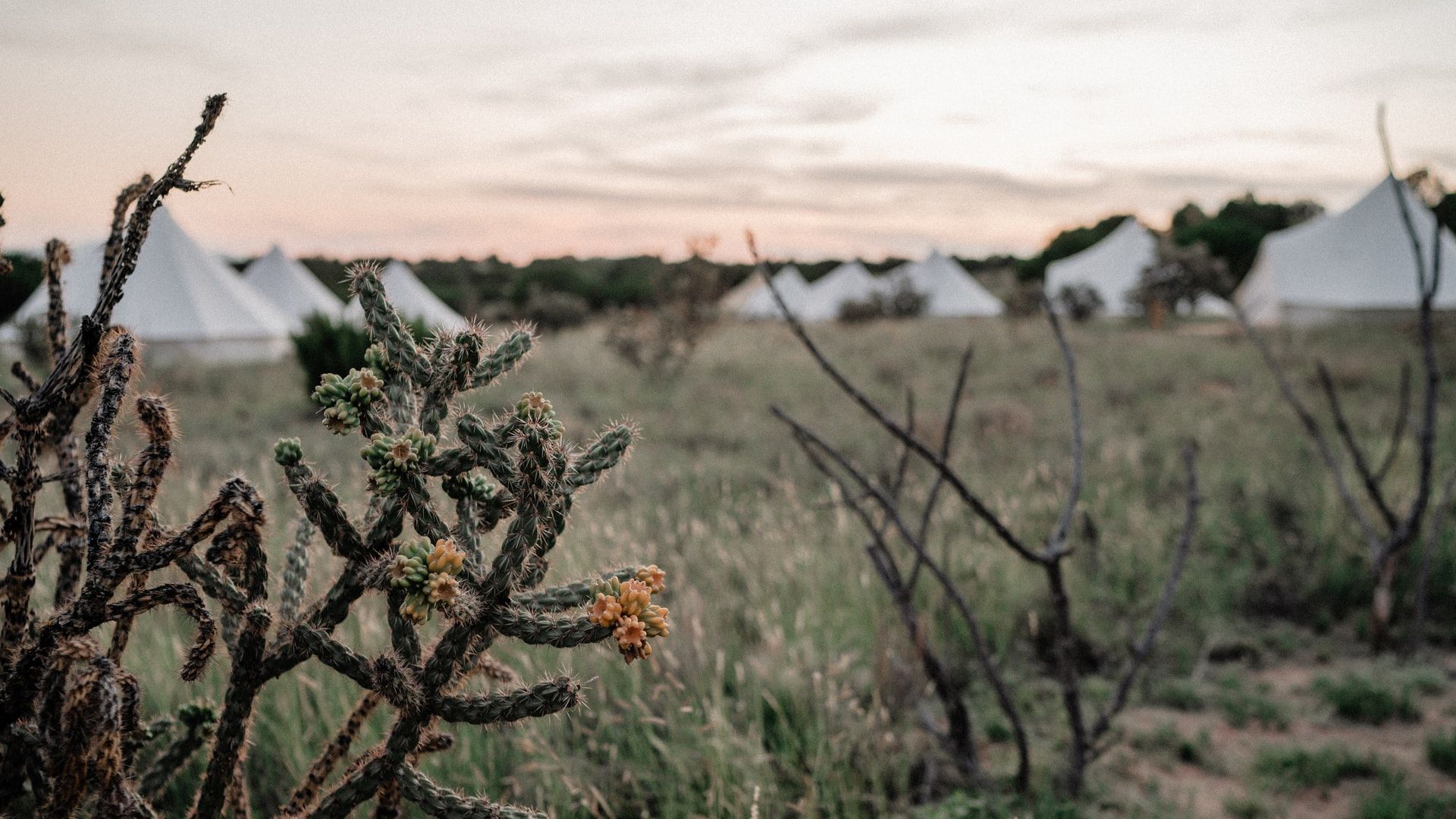 Top 11 Yurt Camping Sites in California