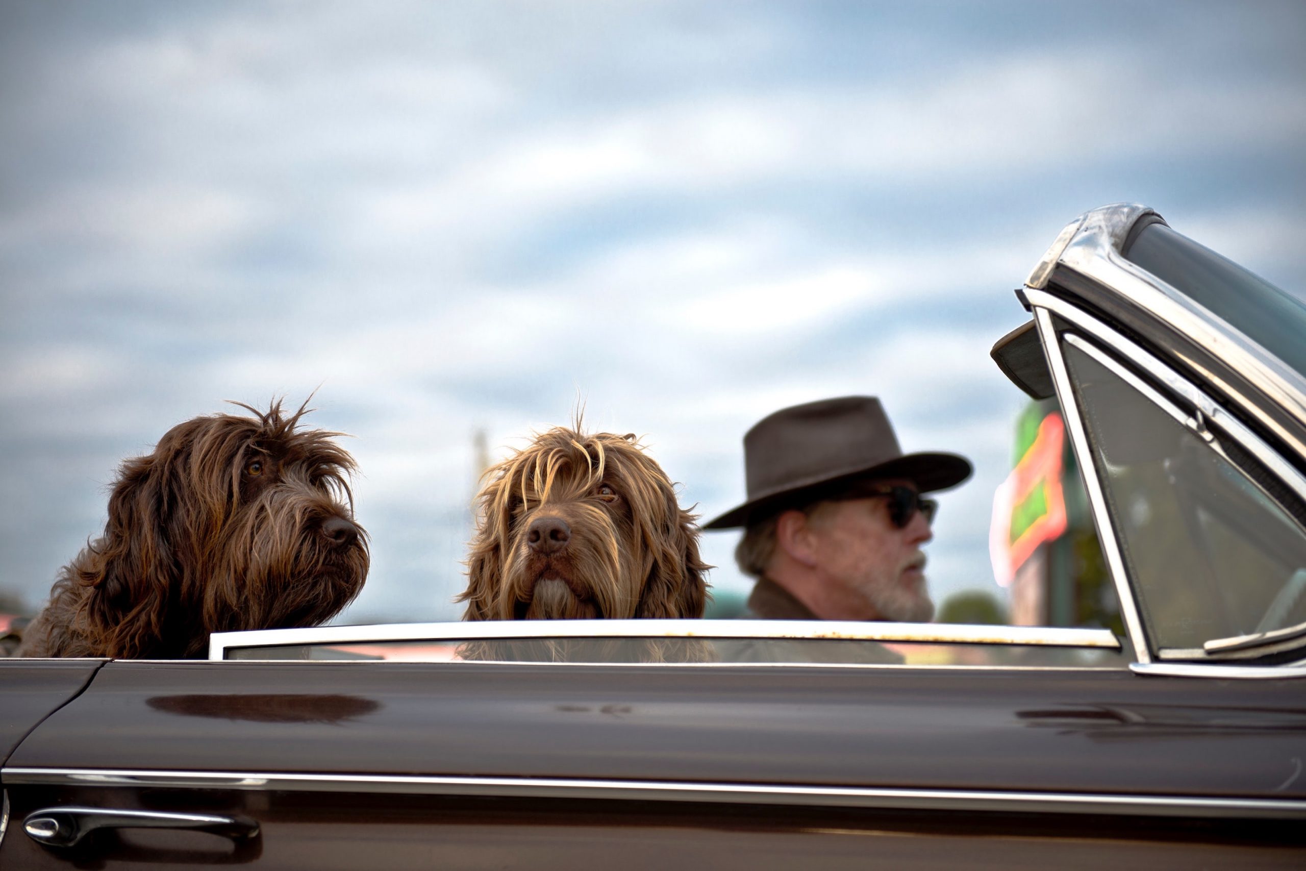 Road Tripping with Pets: What You Should Know