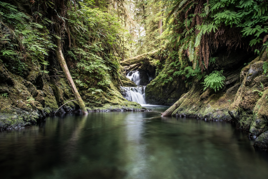 Washington rainforest