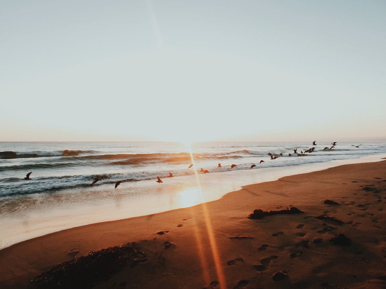 birds flying over a florida beach at sunrise