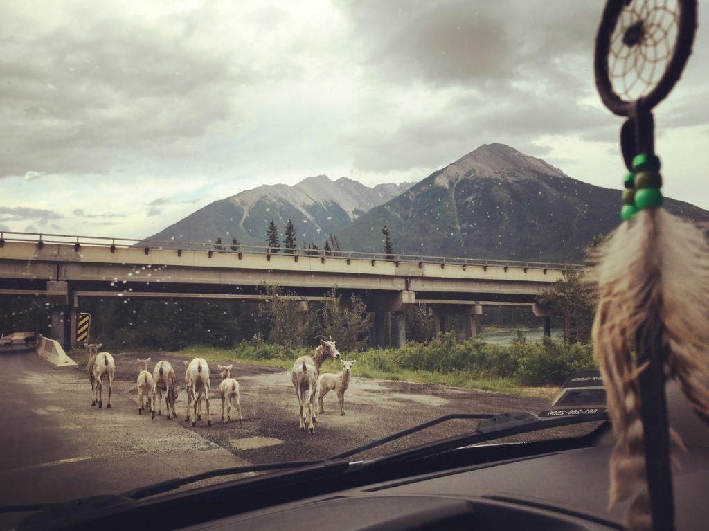How to Make the Most out of Banff and Jasper