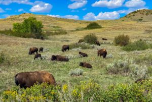 Theodore Roosevelt National Par