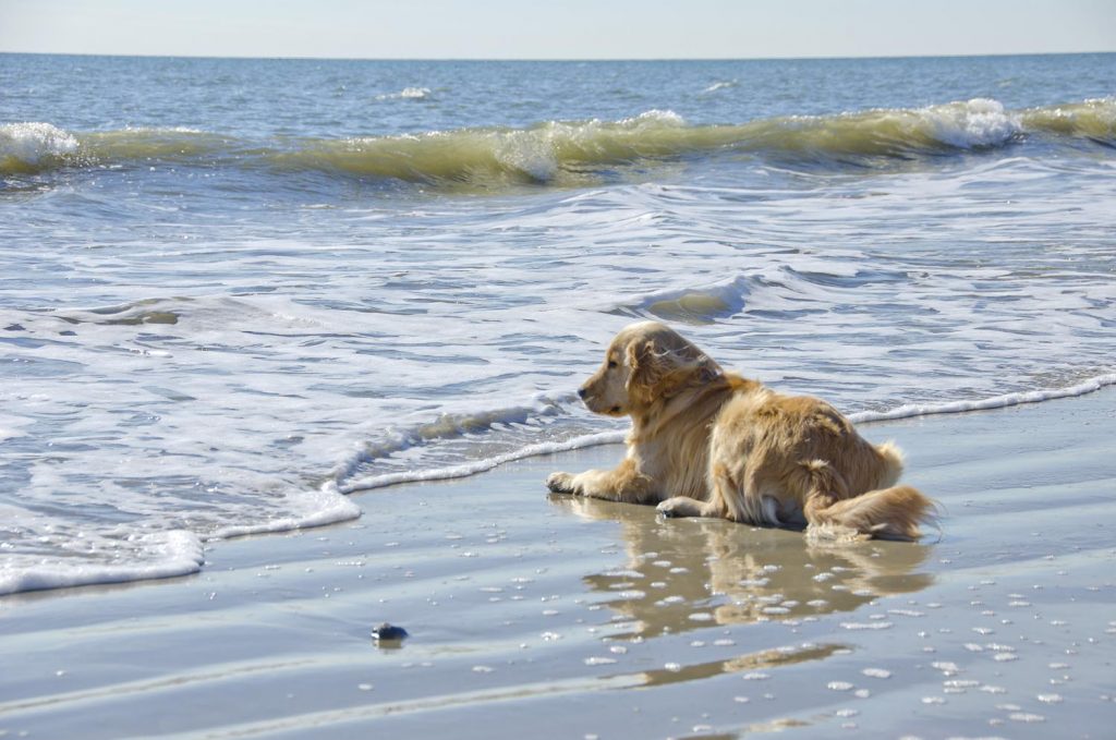 Photo Tripping America - Traveling With Your Pet - Outdoorsy