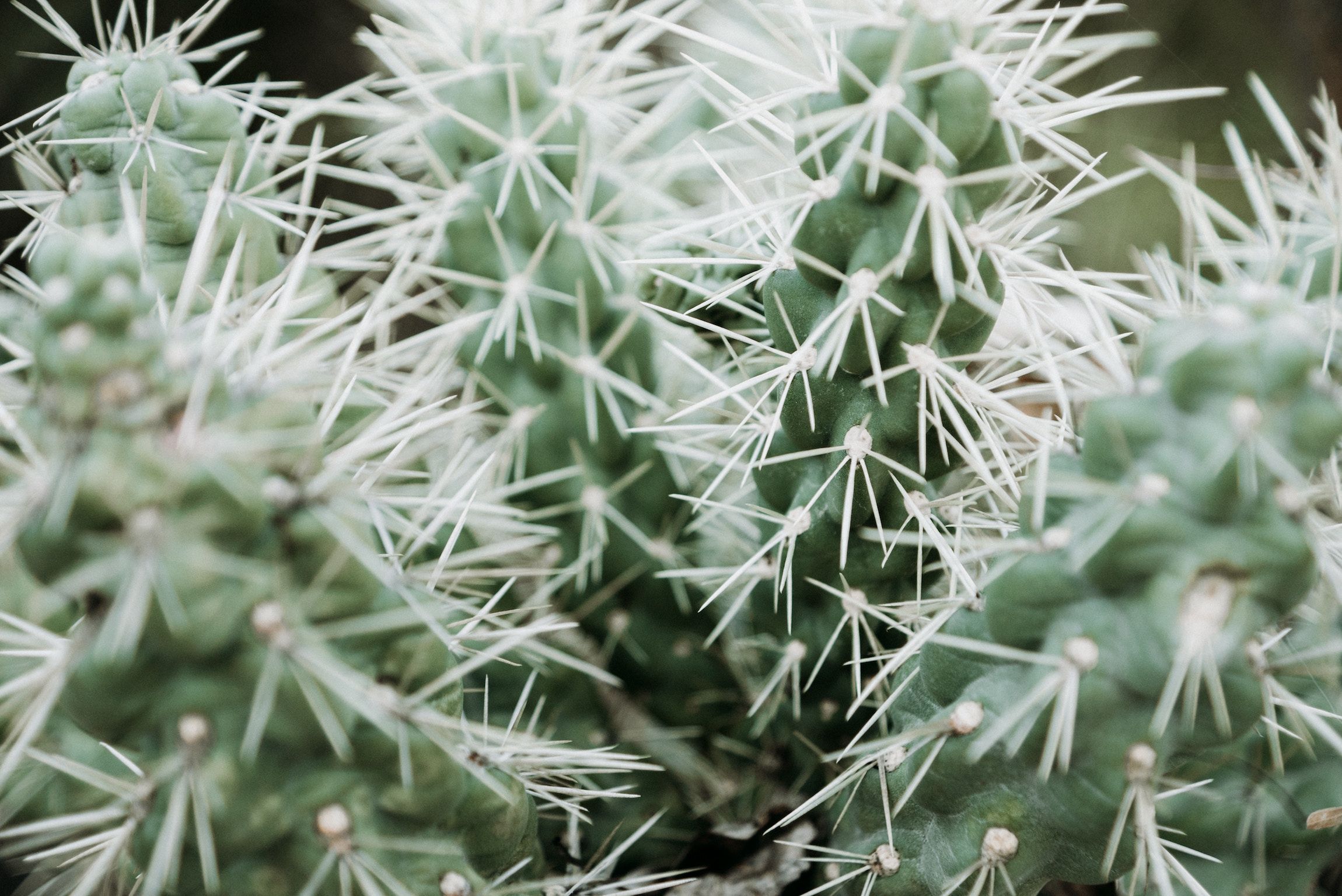 Cactus, Phoenix, AZ | Outdoorsy RV Rental Marketplace