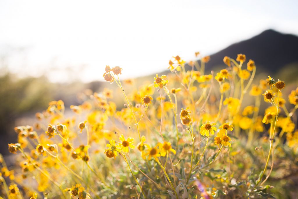 Wildflowers | Outdoorsy