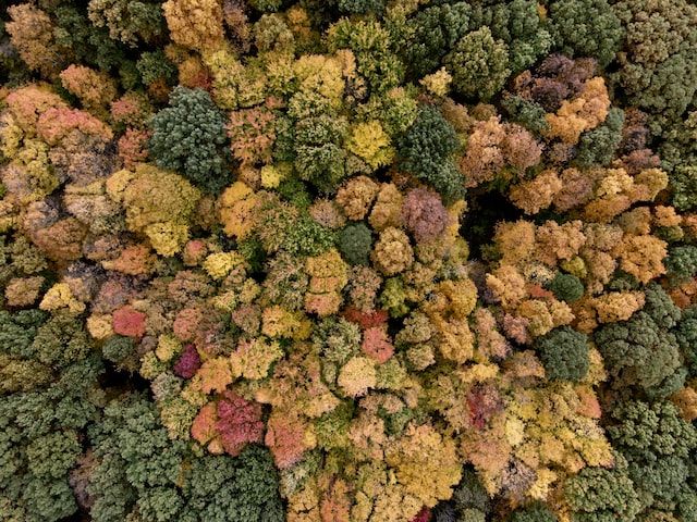 columbus fall foliage
