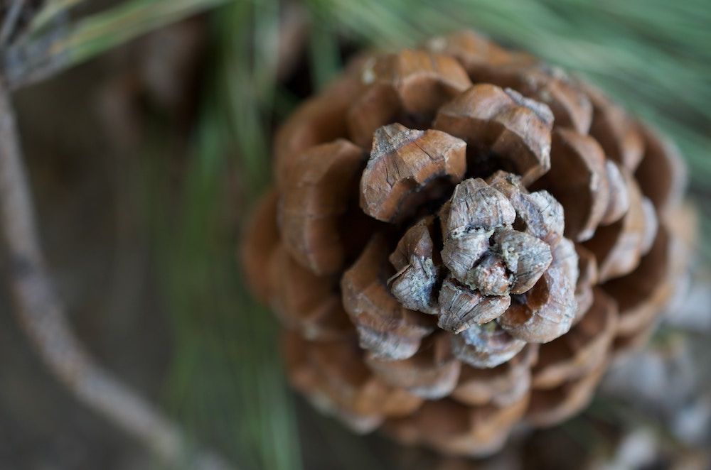 Crafts | Outdoorsy