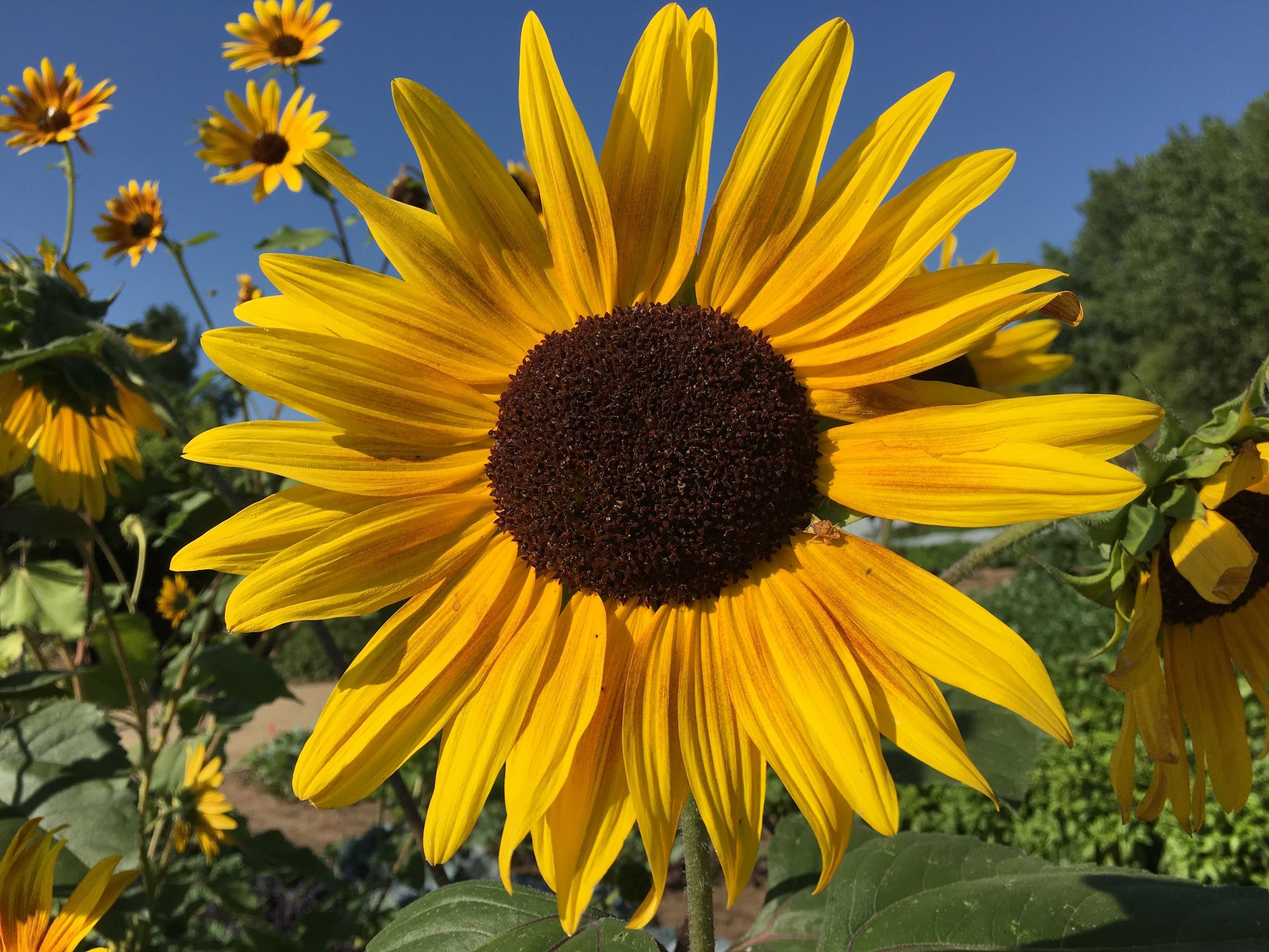 Flowers in Fort Collins, CO I Outdoorsy RV Rental Marketplace