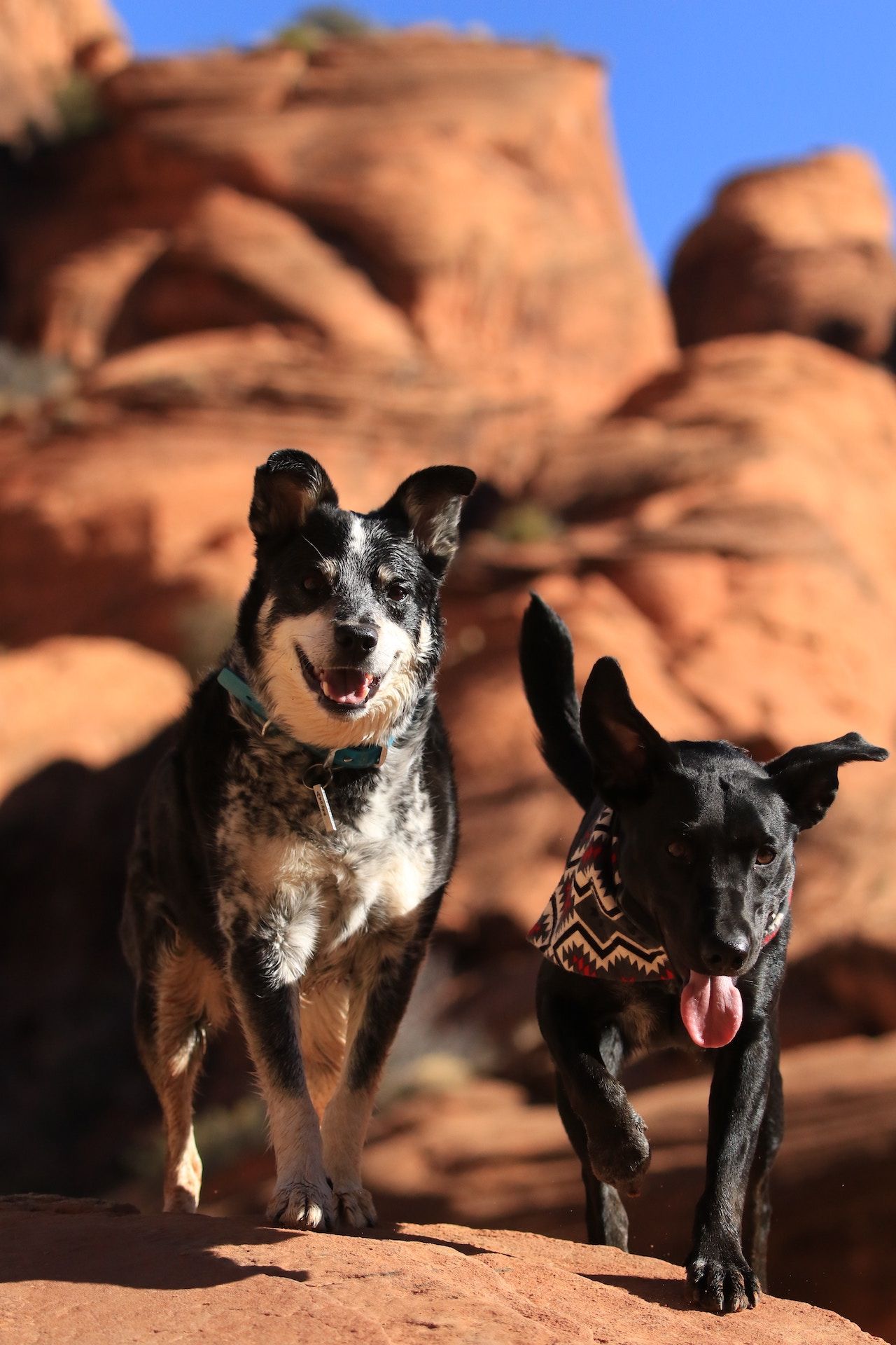 Dogs Camping | Outdoorsy