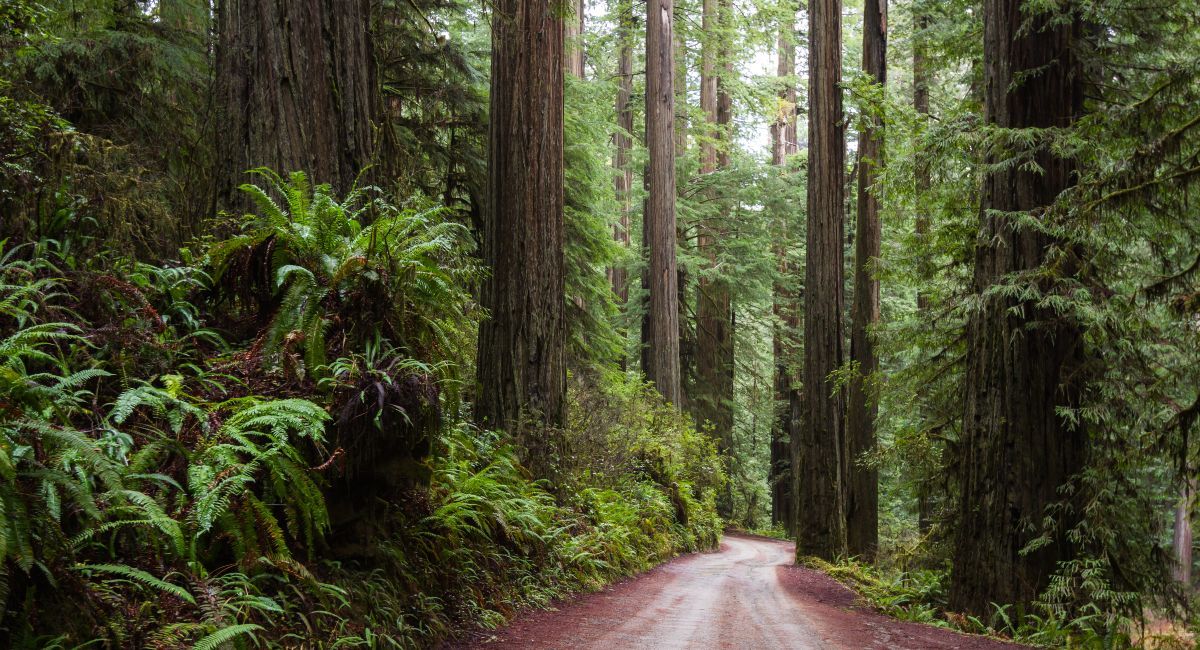 Redwood National Park: RV guide to driving among the giants