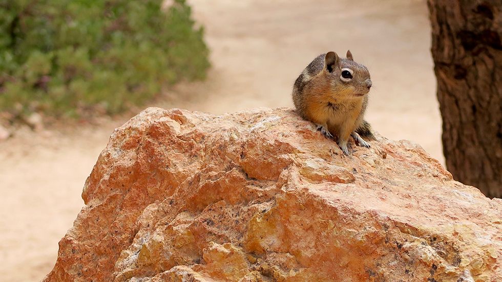 Chipmunk Bryce Canyon National Park