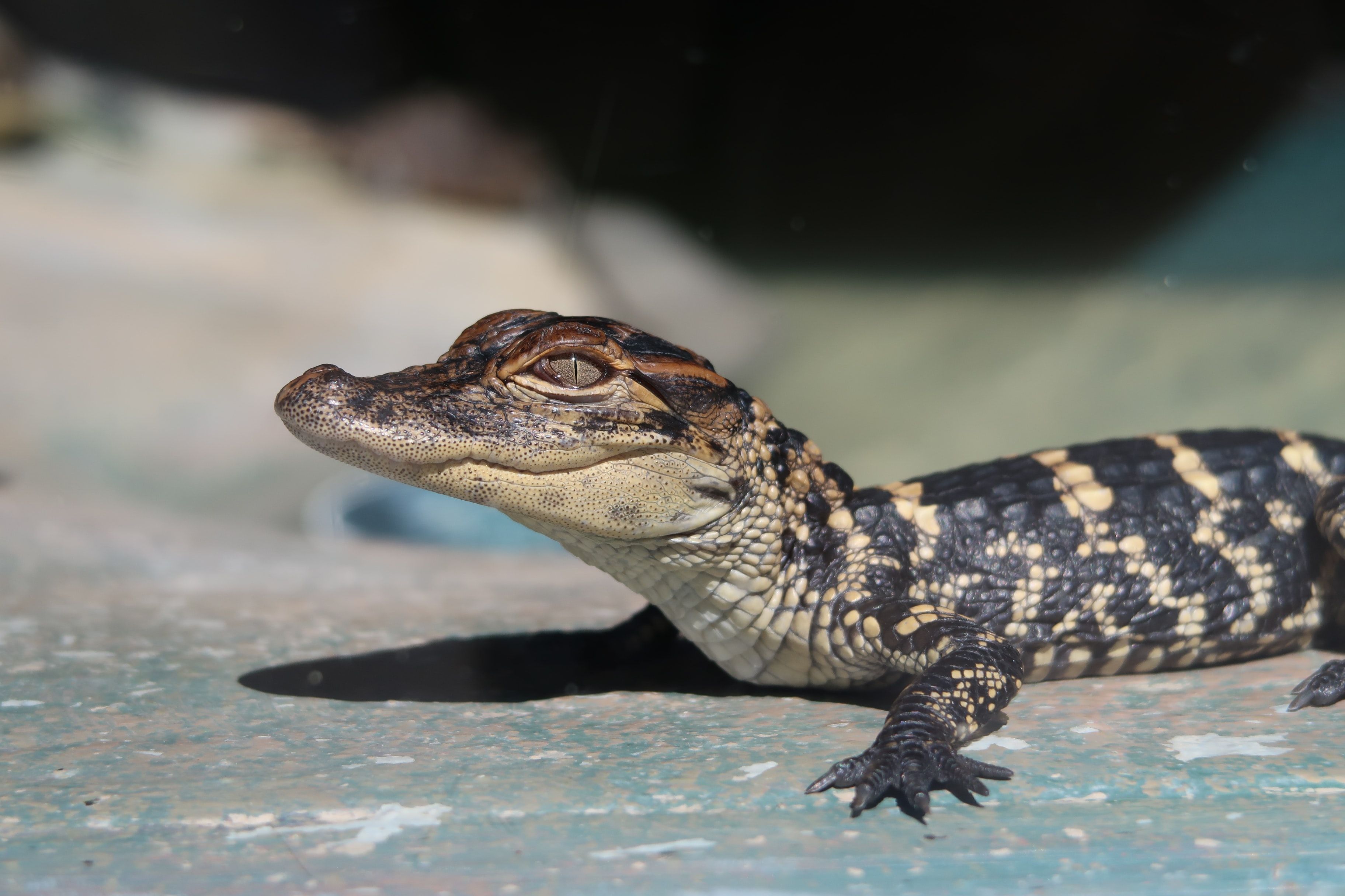 florida alligator