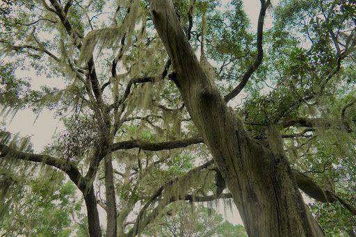 Wooded area