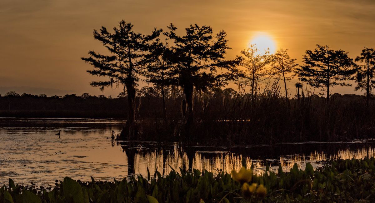 Everglades by RV: Three entrances, One Campground Worth Booking, and the Season that Changes Everything