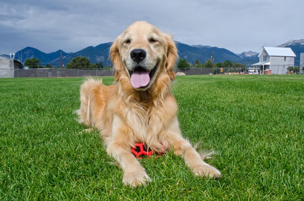 Photo Tripping America - Traveling With Your Pet - Outdoorsy