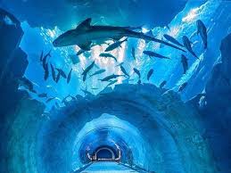 Aquarium and Underwater Zoo