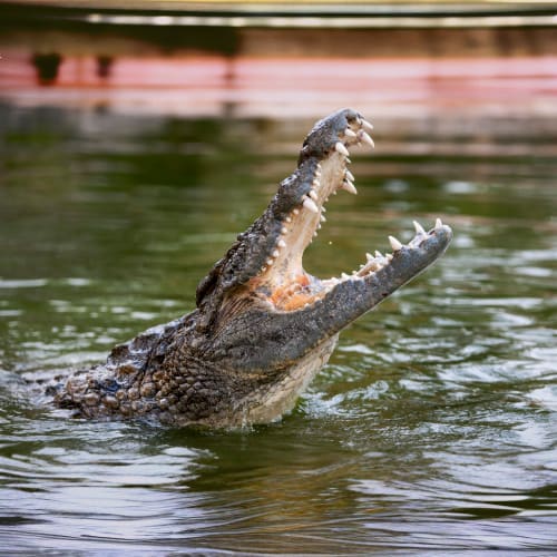 Dubai Crocodile Park